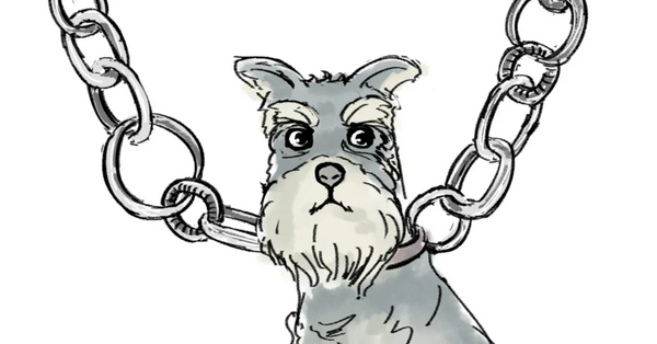 たくさんのシュナウザーをありがとうございました